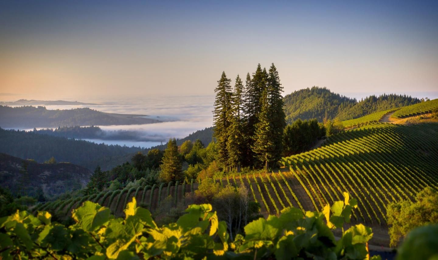You Should Be Drinking High-Elevation Pinot Noir from California