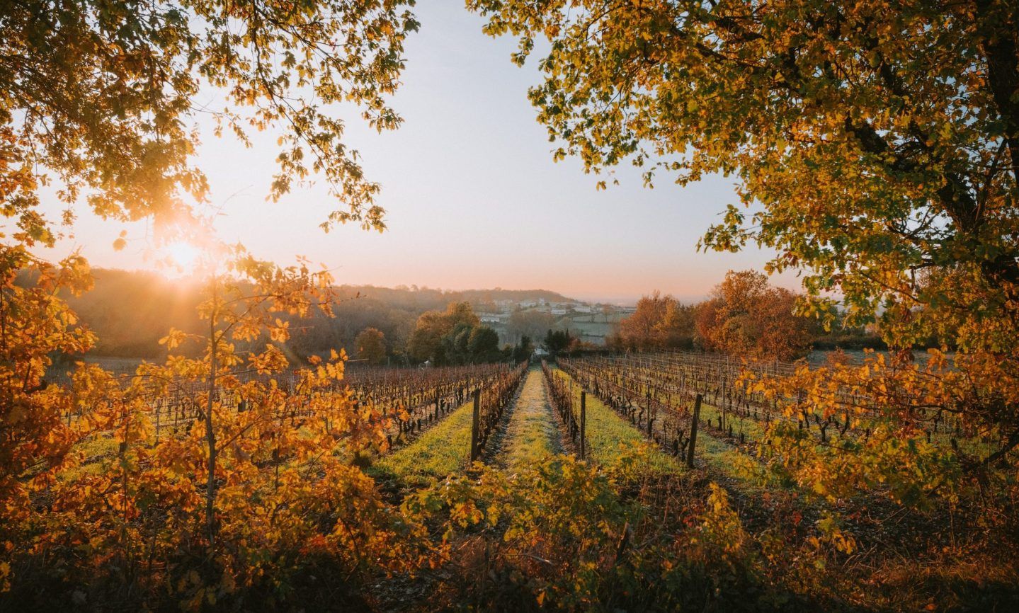 What You Need To Know About The 2022 Bordeaux Vintage