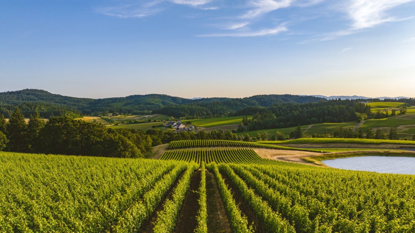 Oregon Is Making Some of the Best Wines in the World Right Now