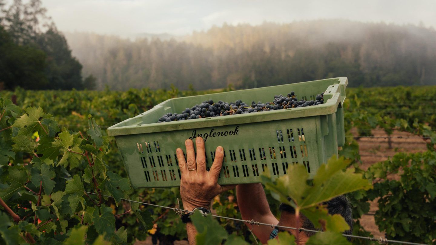 What You Need To Know About 2021 Napa Valley Cabernet Sauvignon