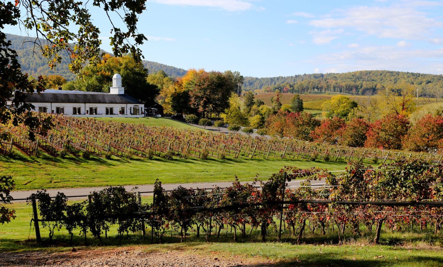 Virginia’s World-Class Wines are Perfect for Thanksgiving