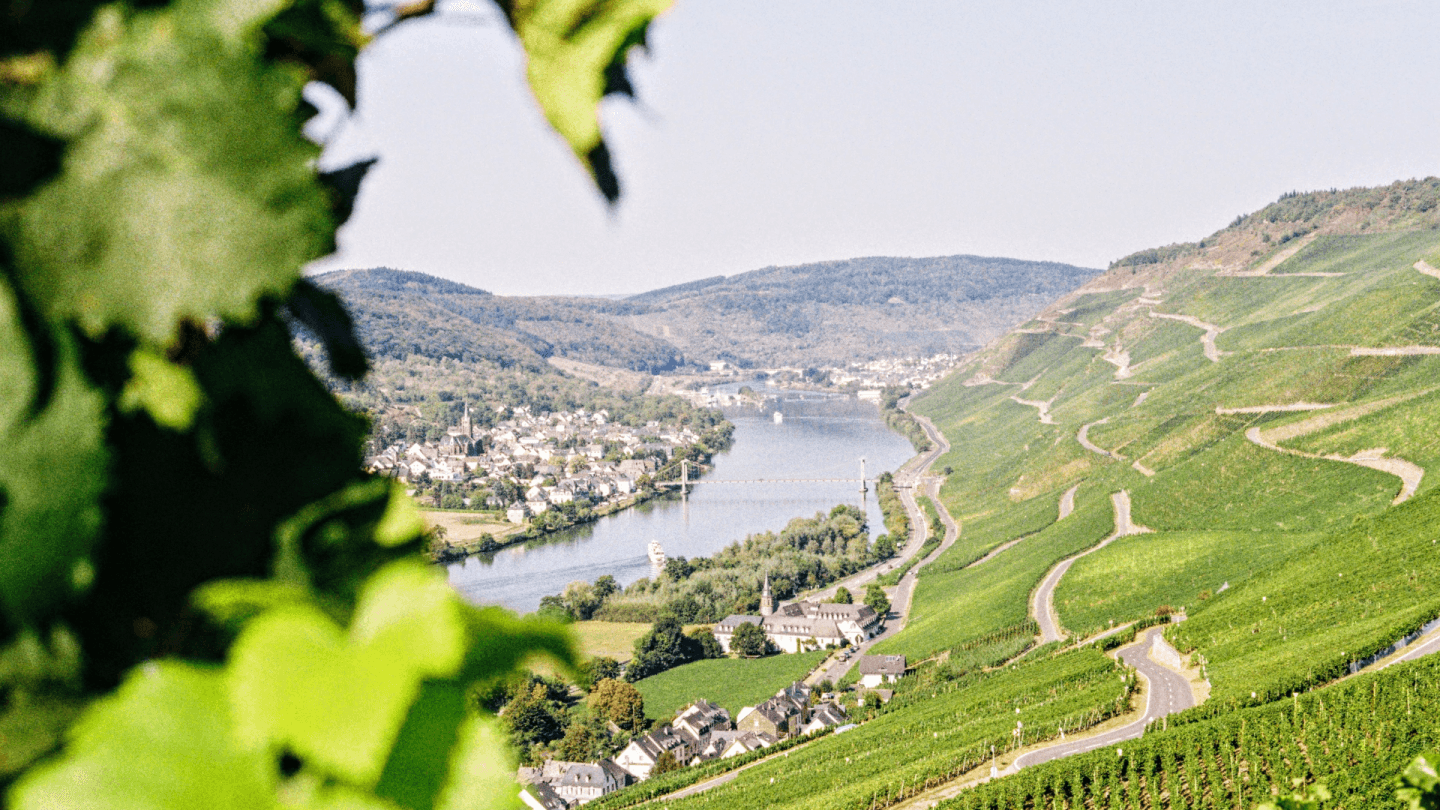 What You Need to Know About Germany’s 2022 Vintage