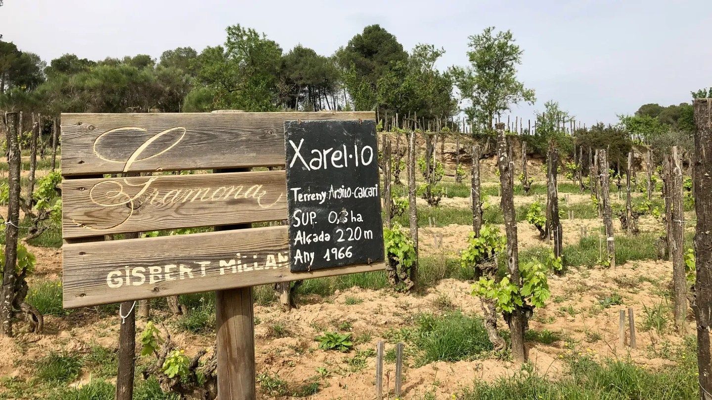 Xarel·lo Is Not Just For Cava Anymore