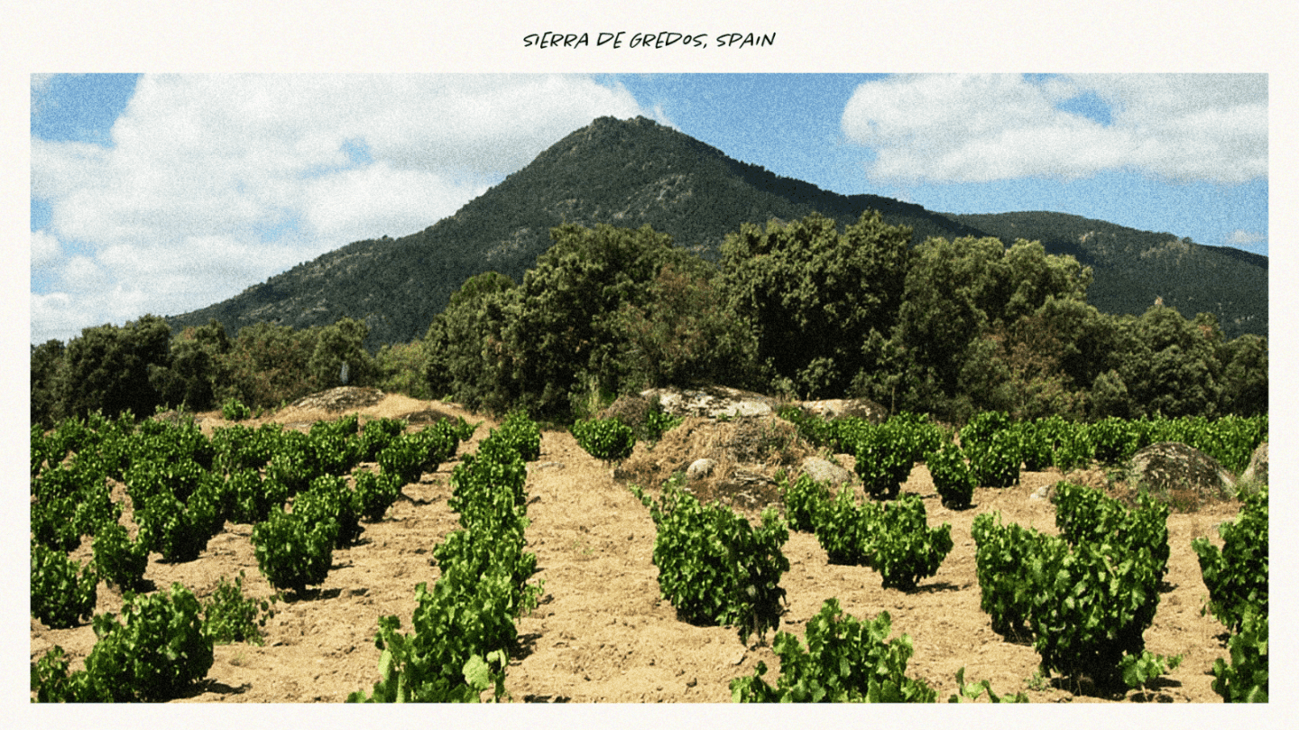 Garnacha That's Gonna Getcha