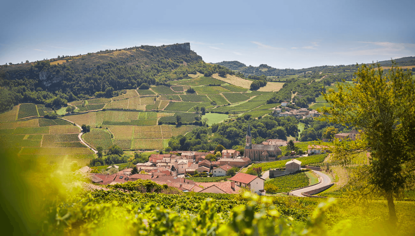 What You Need to Know About 2022 White Burgundies