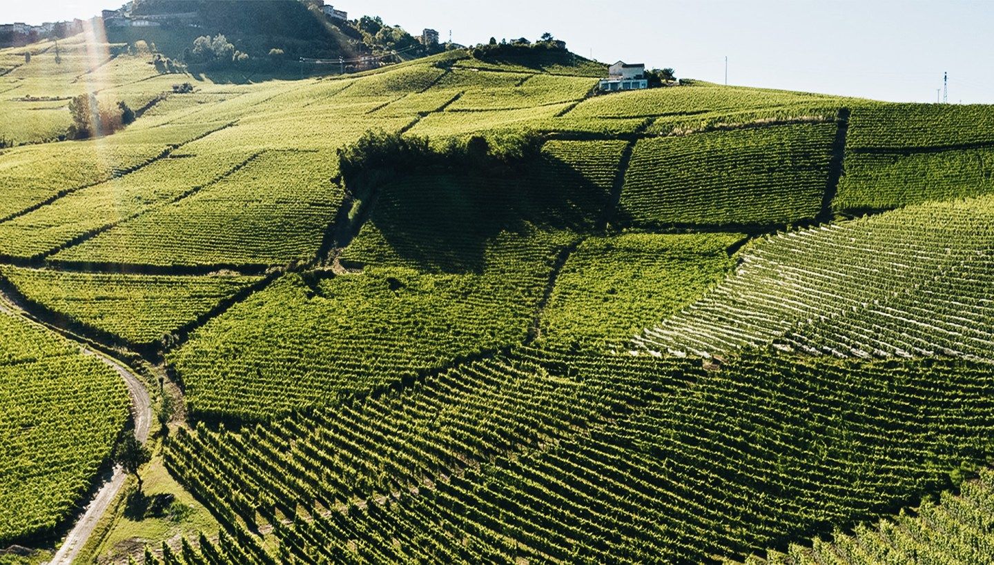 What Four Industry Insiders Have to Say About Buying Piedmont Wines Now