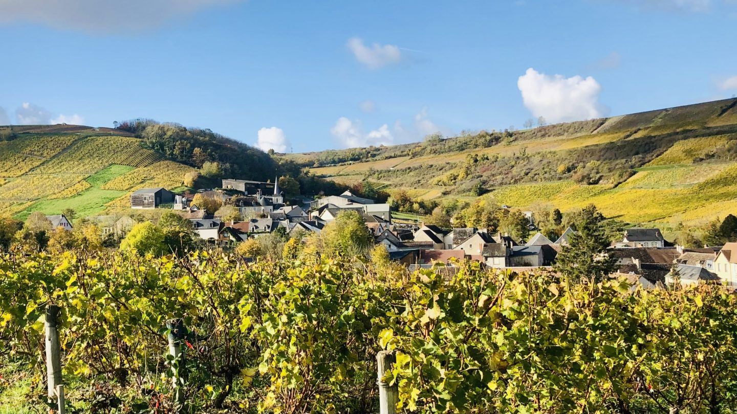 Sauvignon Blanc: The People’s Champ