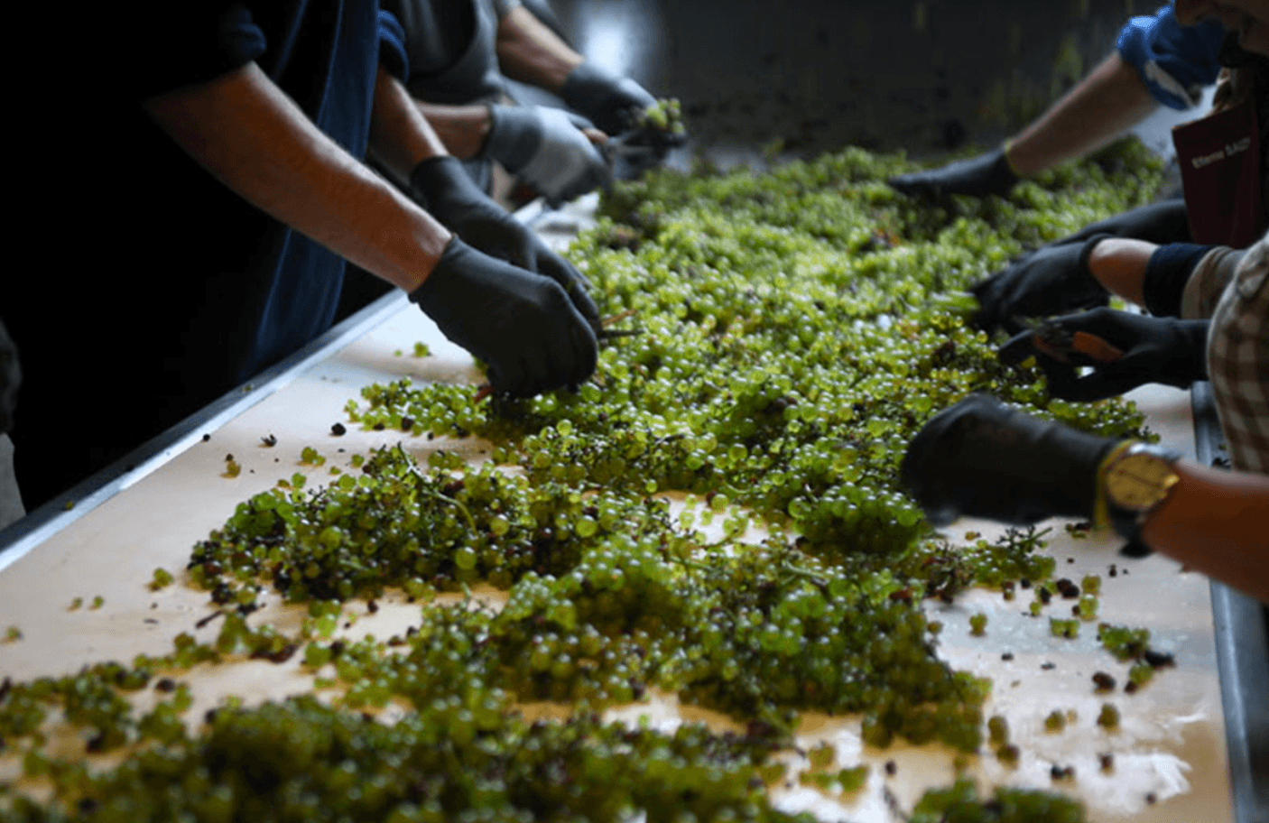 Four Industry Insiders on Buying White Burgundy Now