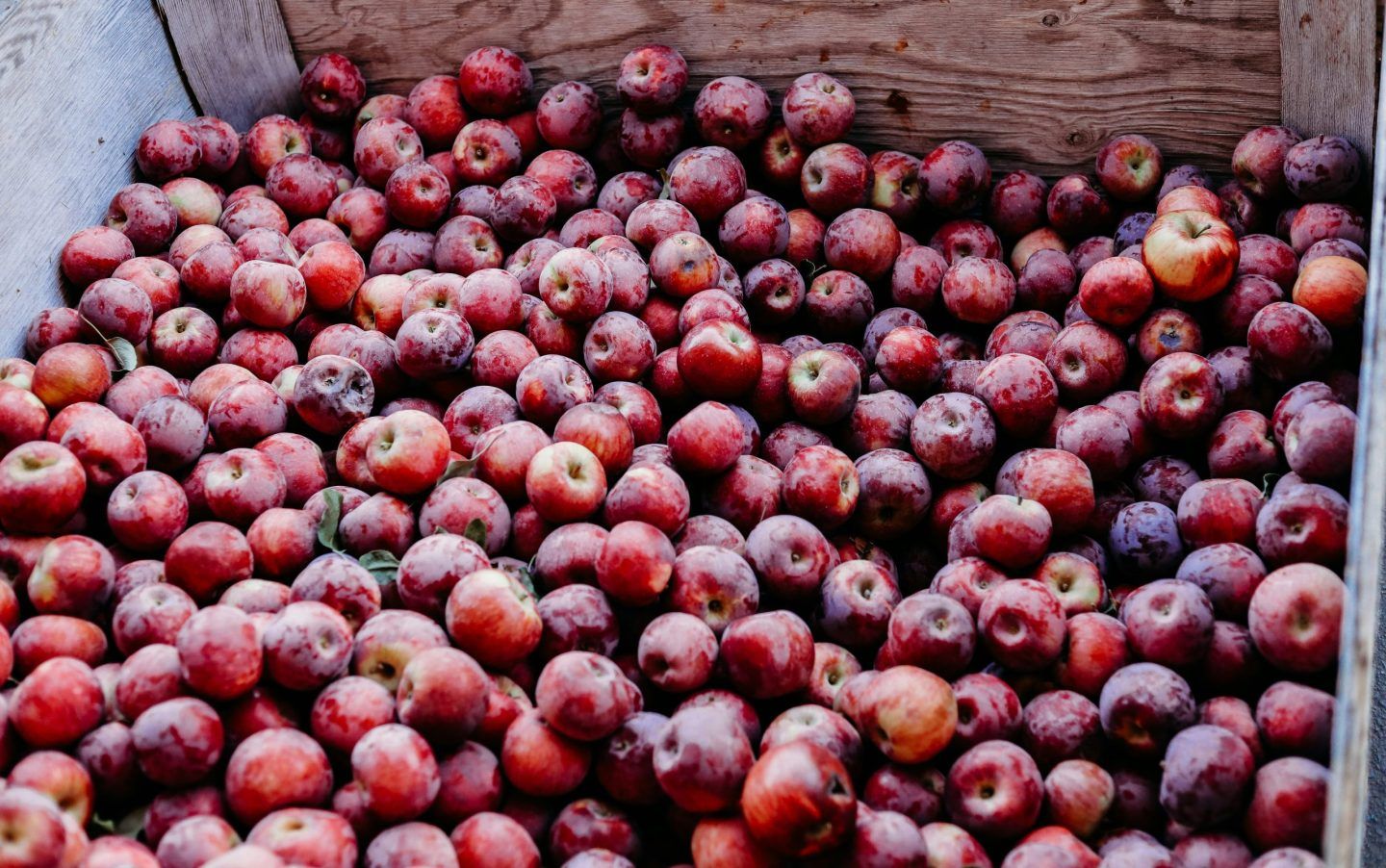 Don't Drink American Beer This Summer. Drink American Cider Instead.