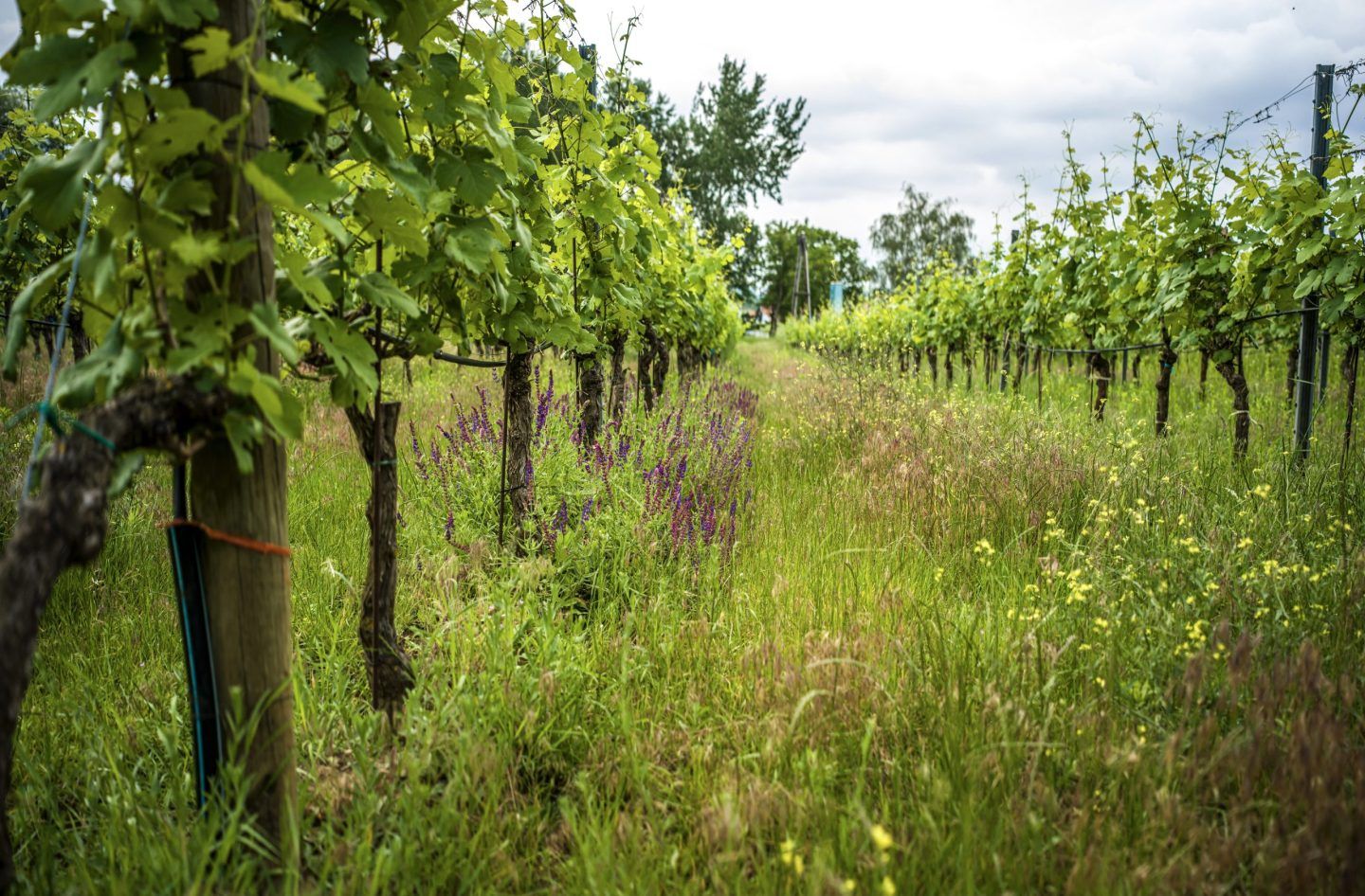 No Wine Region Is More Organic Than Austria. But Are Its Wines Still Obscure?