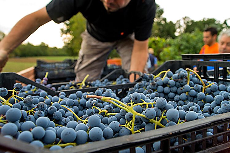 Italy's Most Joyous Wine