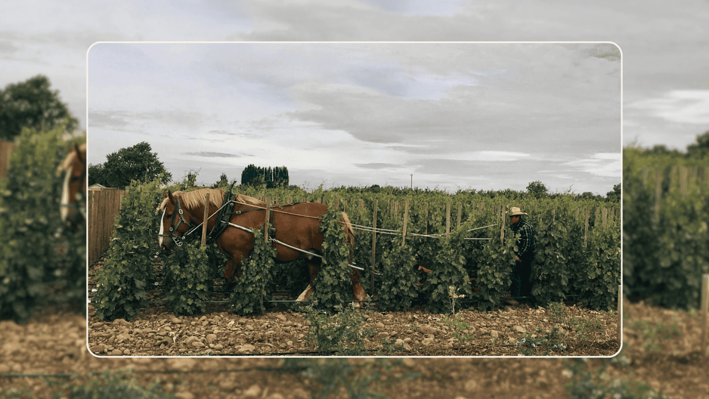 Walla Walla: The Next Wave