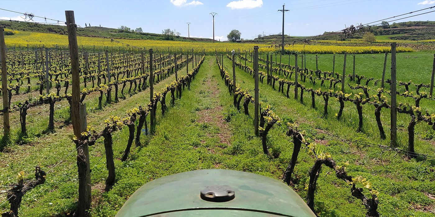 The Microproducers Among The Giants In Rioja