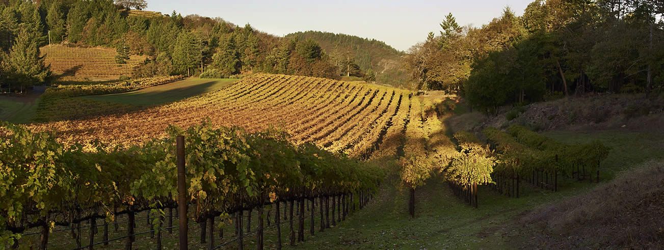 5 Producers We Love In Napa