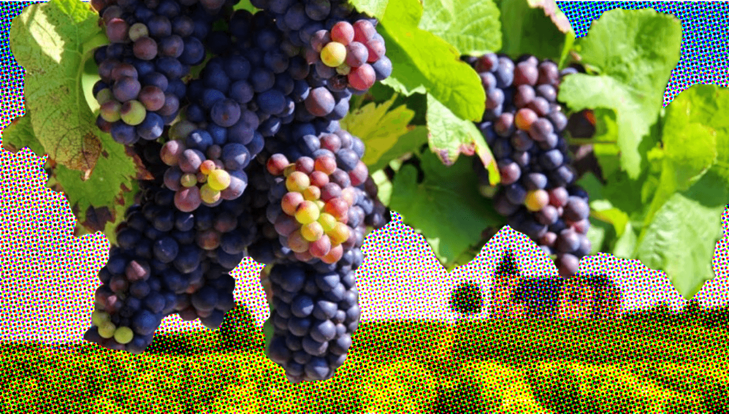 The Next Great Pinot Noirs from France?