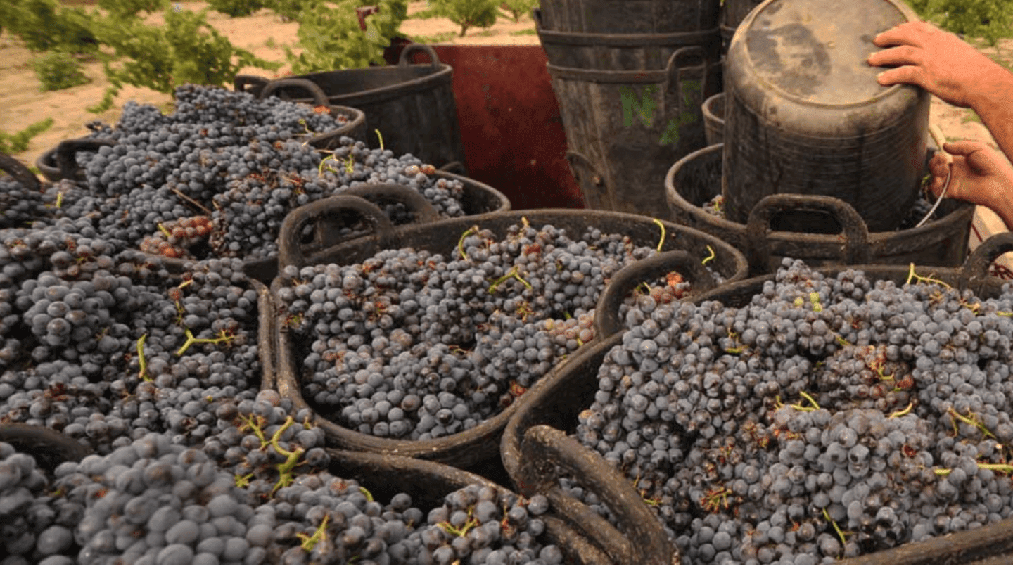 What I Learned During This Year’s Harvest in Rioja