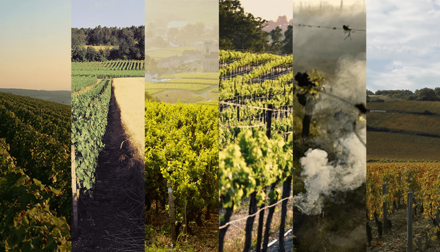 A Somm’s Guide To The Last Six White Burgundy Vintages