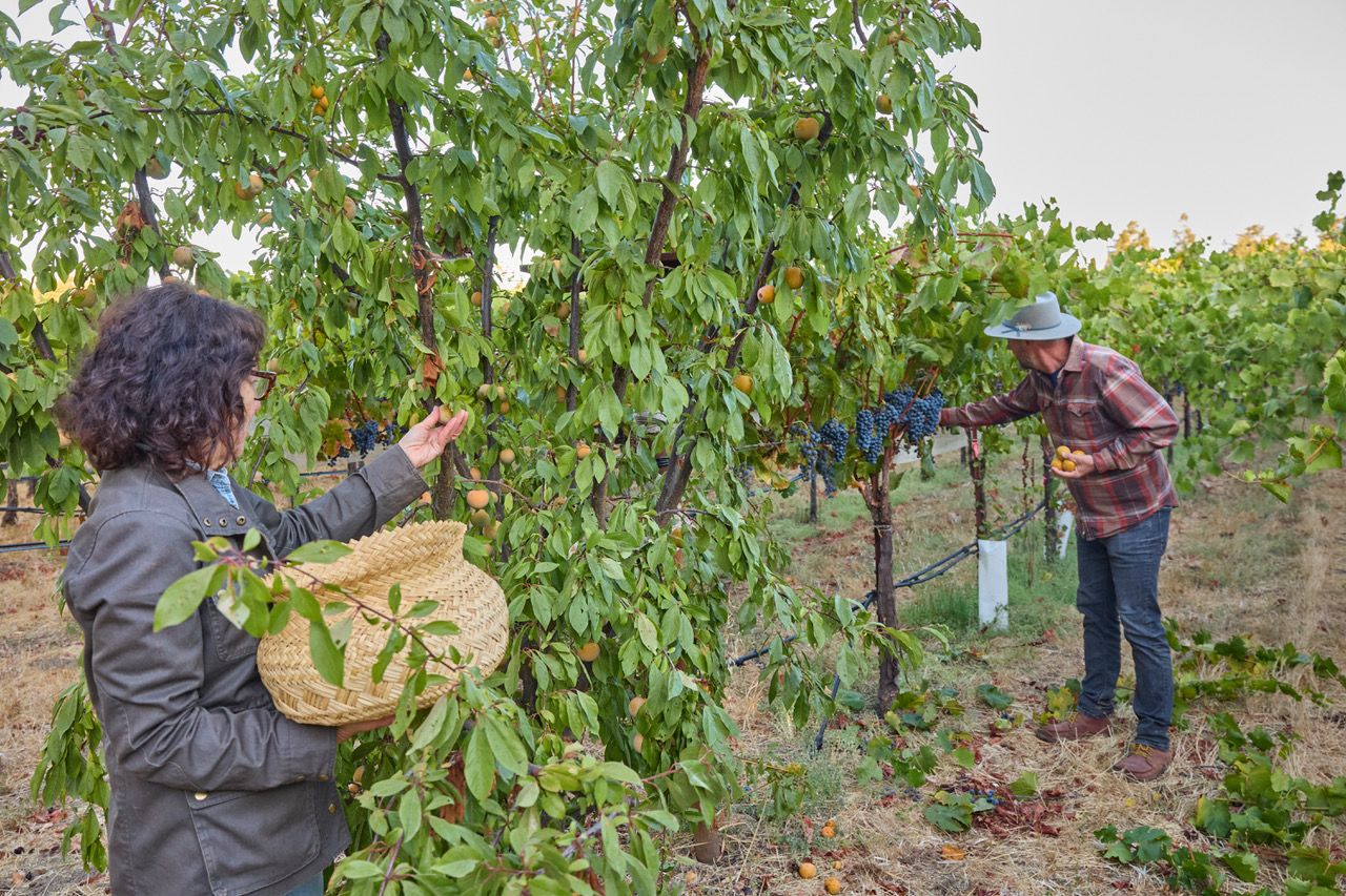 Should Napa Freak Out About Climate Change Now? This Organic Winemaker Says No.