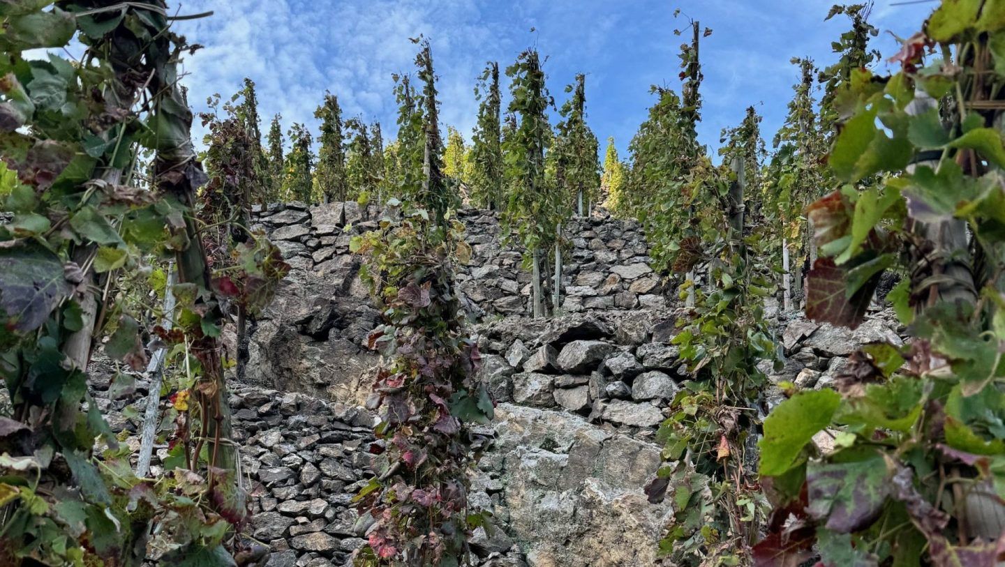 How About We Stop Calling These Wines Feral And Savage?