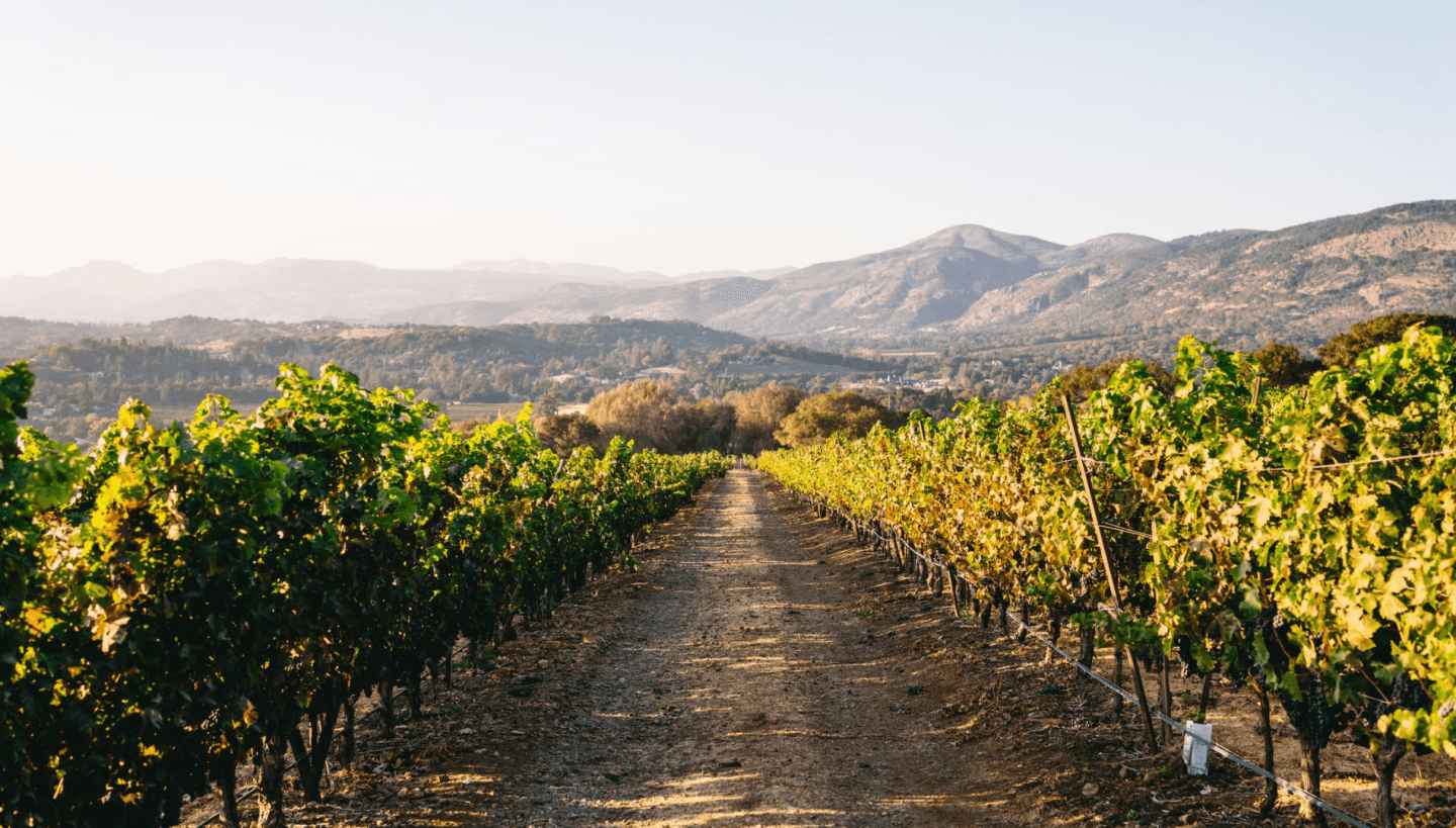 The Taster’s Guide To Classic Napa Cabernets (And Some Other Wines, Too)