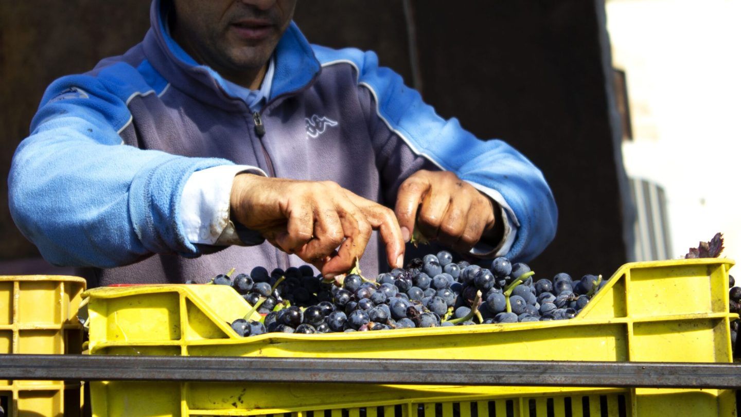 Italy’s Most Underrated Grape